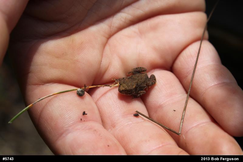 Eastern American Toad