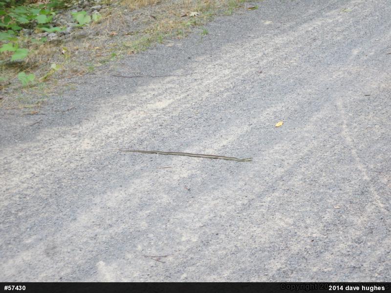 Eastern Gartersnake