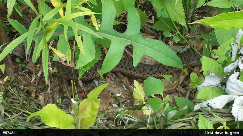 Eastern Gartersnake