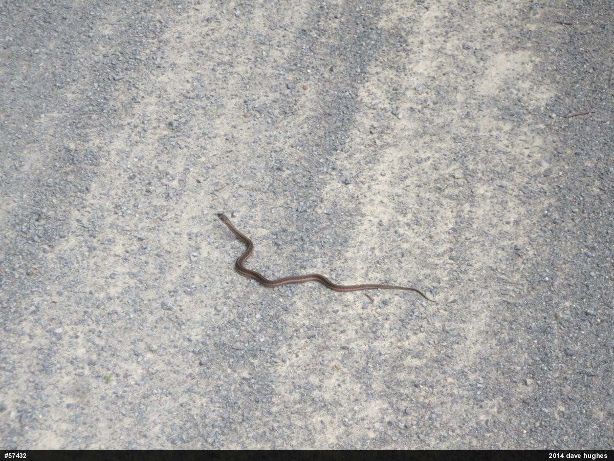 Eastern Gartersnake