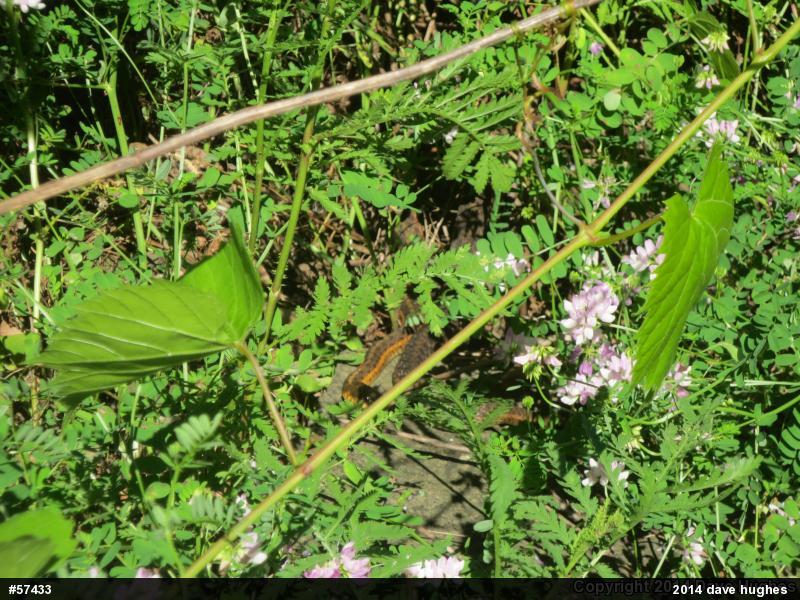 Eastern Gartersnake