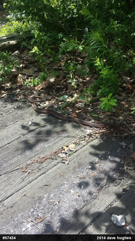 Eastern Gartersnake
