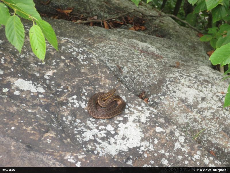 Eastern Gartersnake
