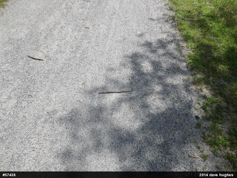 Eastern Gartersnake