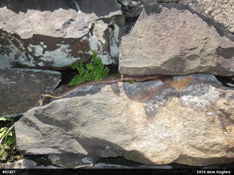 Eastern Gartersnake