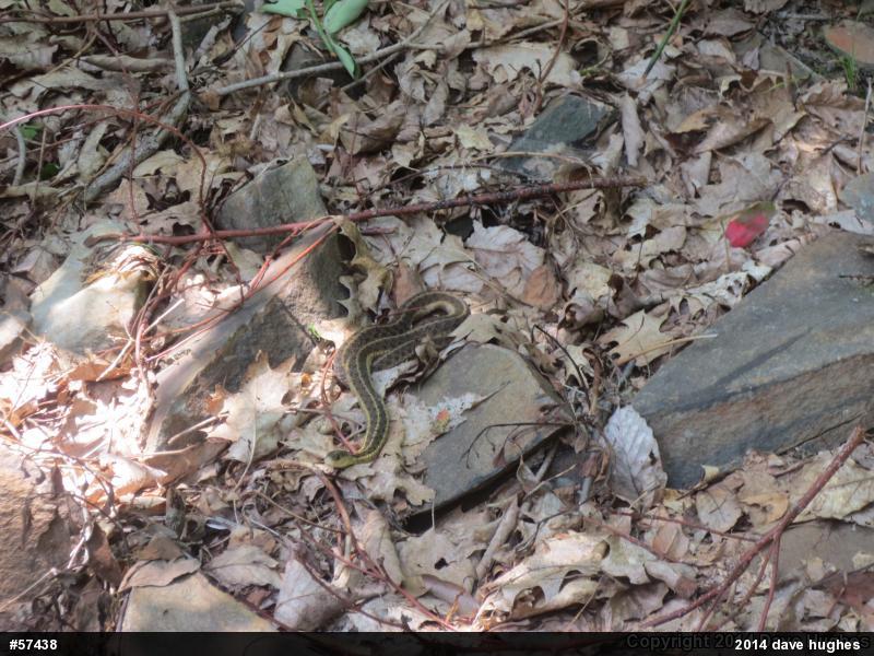 Eastern Gartersnake