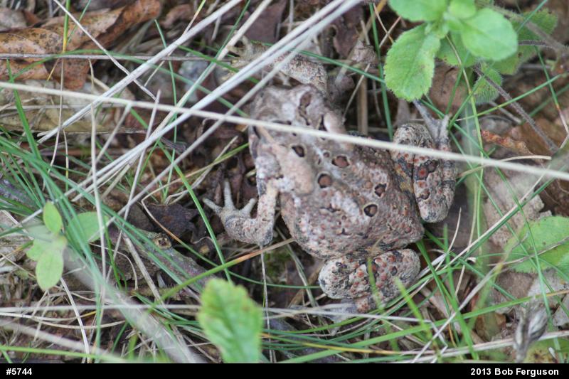 Eastern American Toad