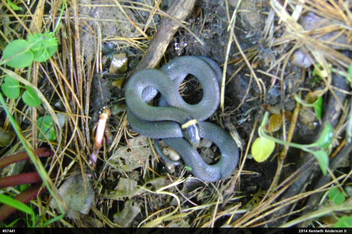 Northern Ring-necked Snake