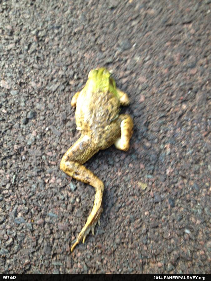 Green Frog