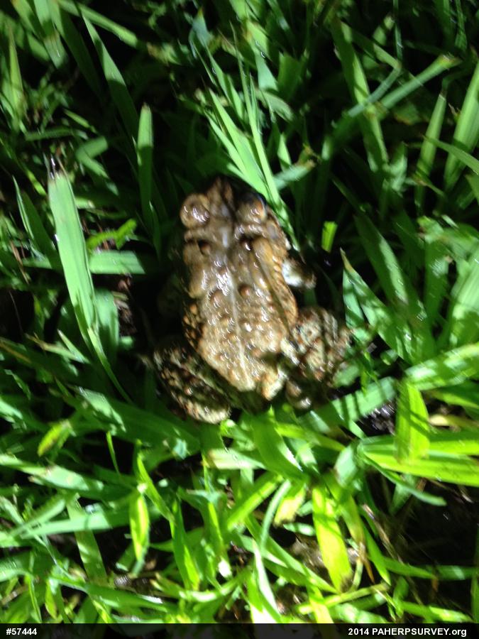 Eastern American Toad