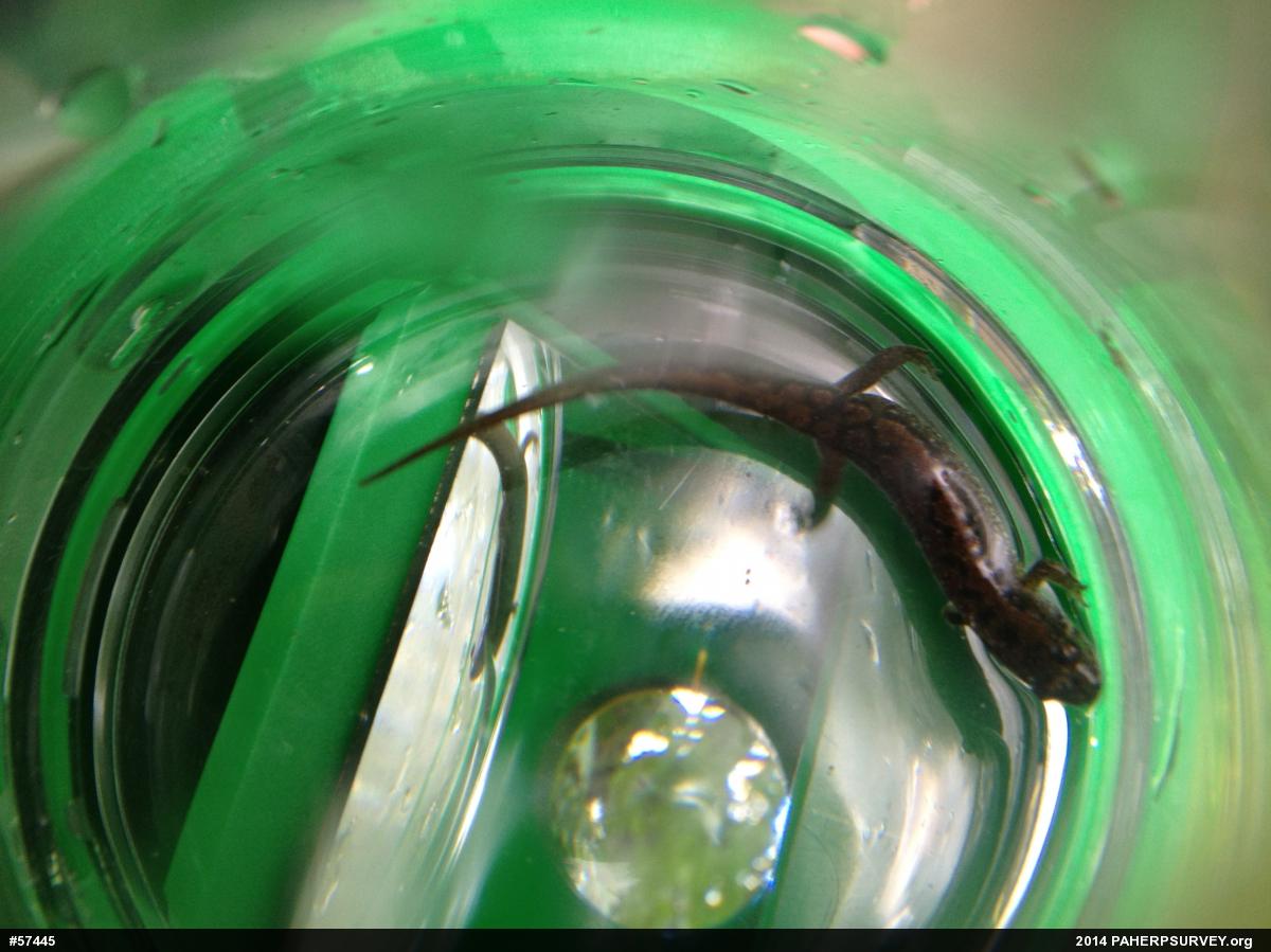 Northern Dusky Salamander