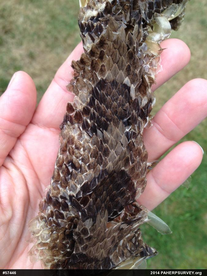 Timber Rattlesnake