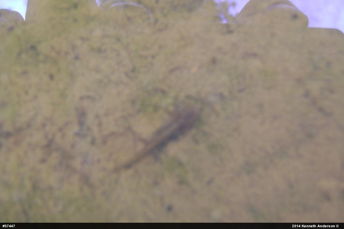 Northern Dusky Salamander