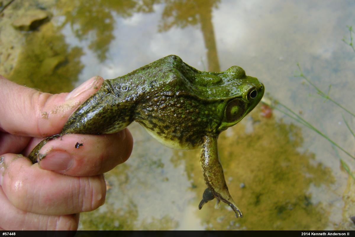 Green Frog