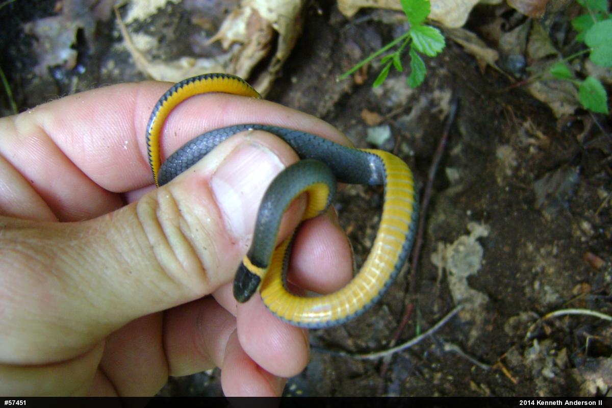 Northern Ring-necked Snake