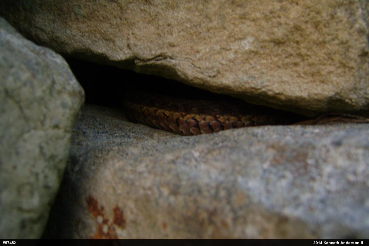 Eastern Gartersnake