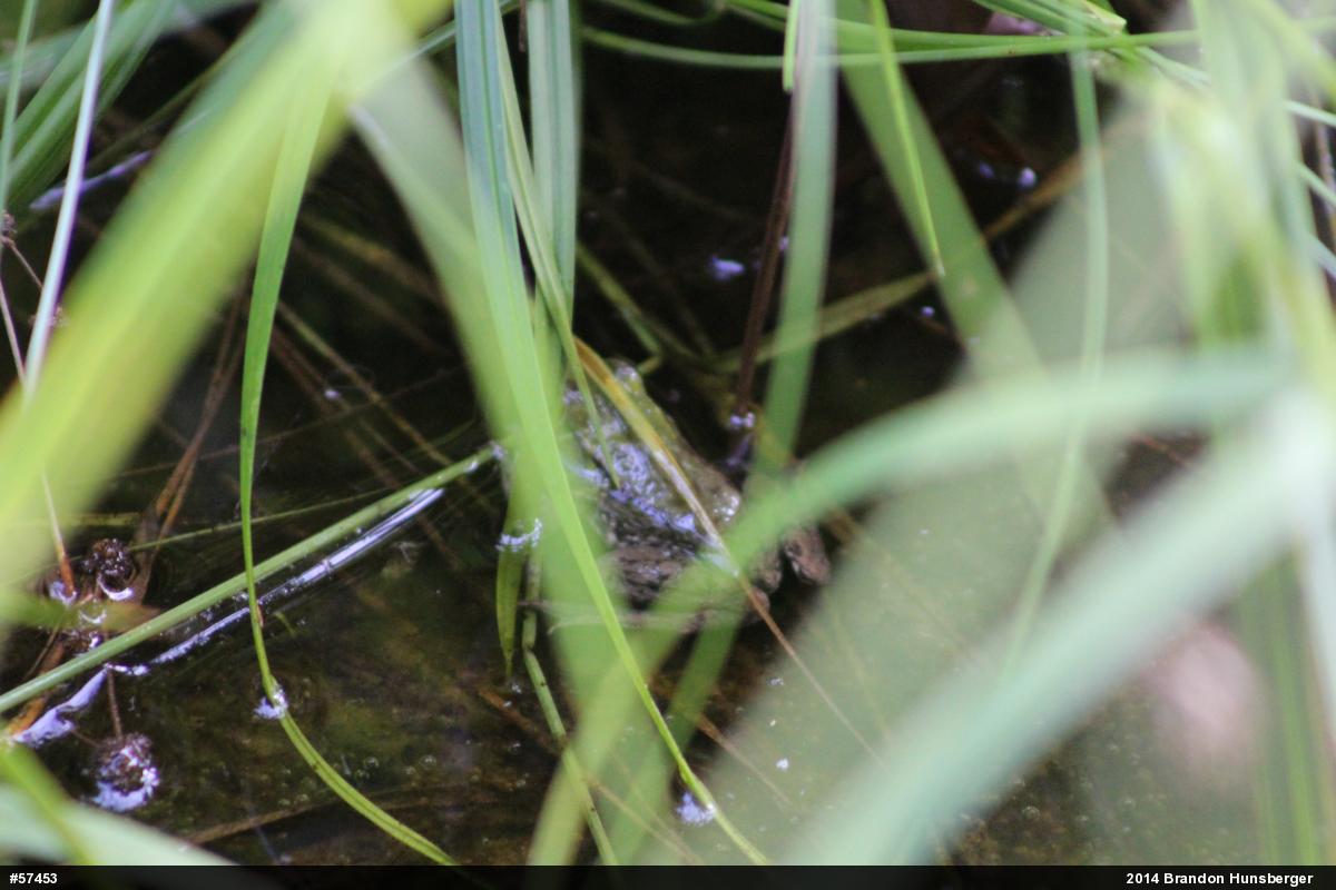 True Frogs