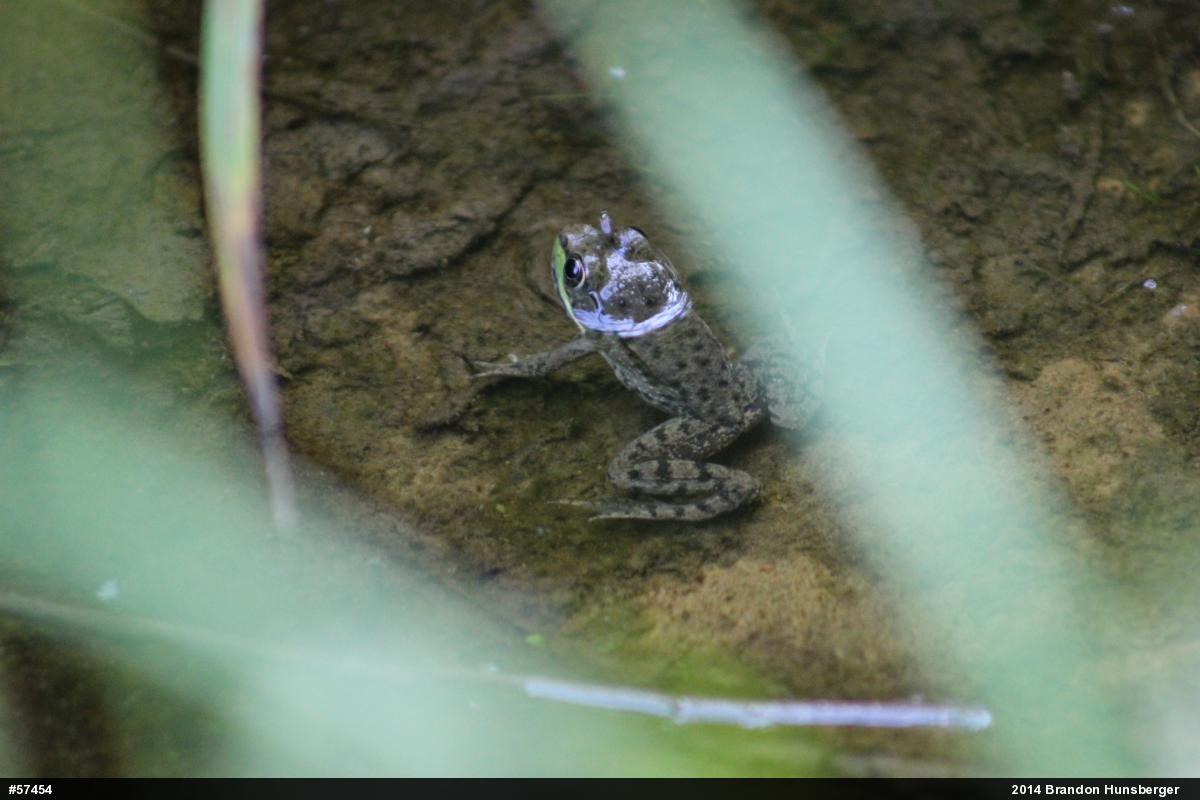 Green Frog