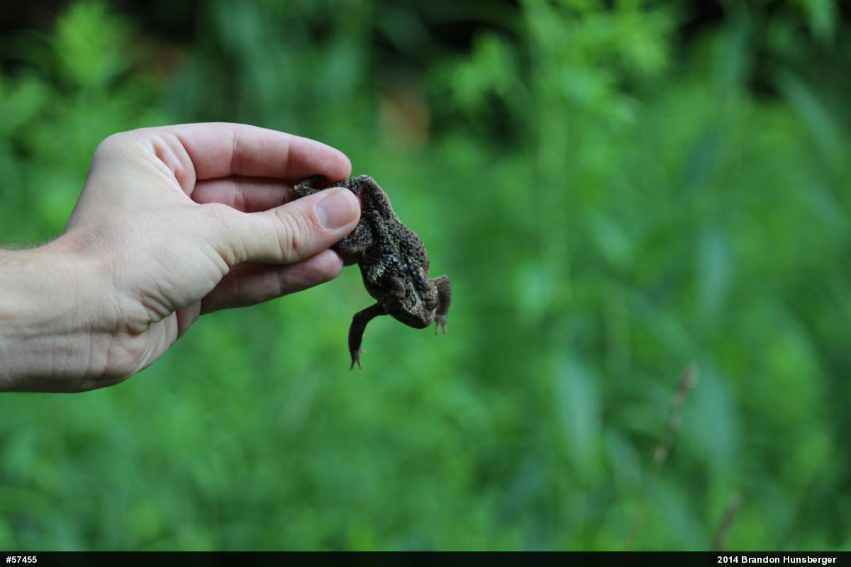 Eastern American Toad