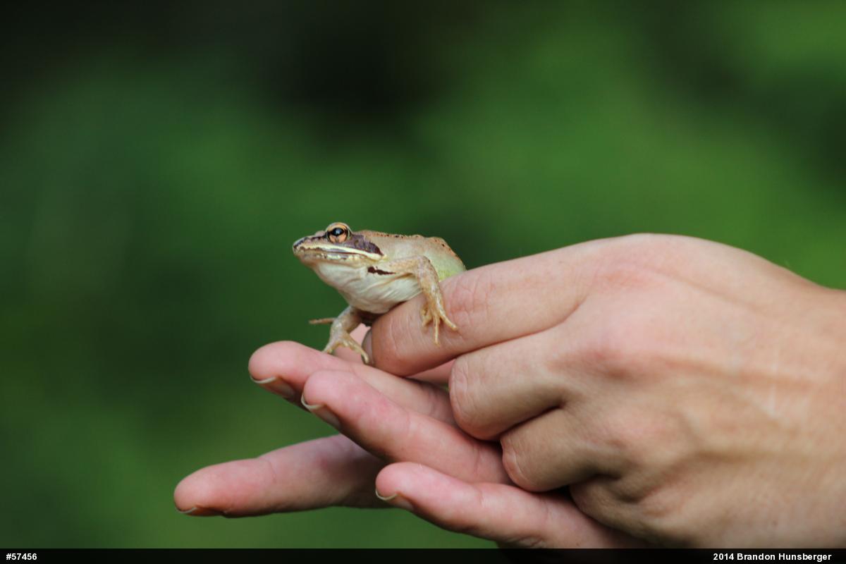 Wood Frog