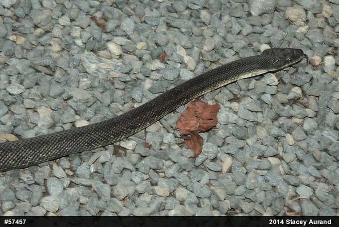 Eastern Ratsnake