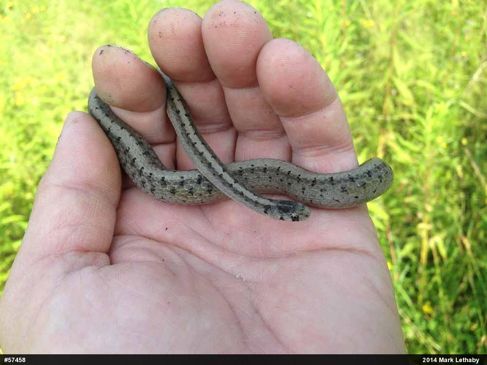 Dekay's Brownsnake