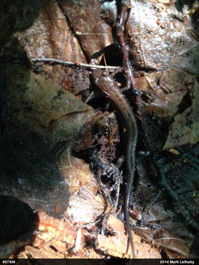 Allegheny Mountain Dusky Salamander