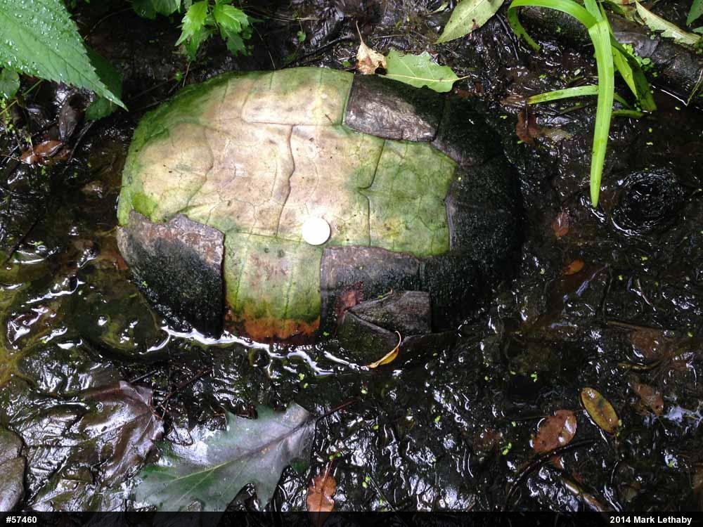Snapping Turtle
