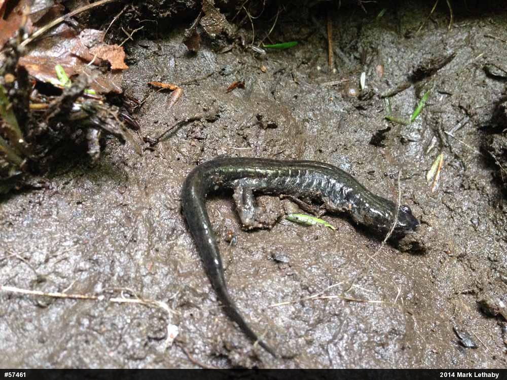 Northern Dusky Salamander