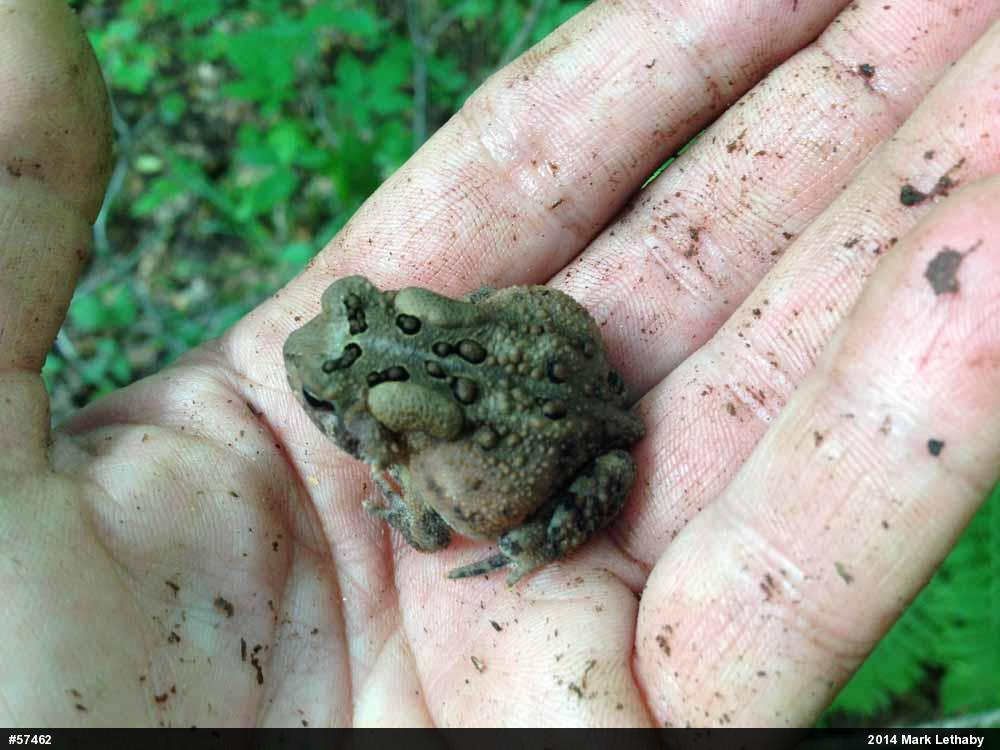 Eastern American Toad