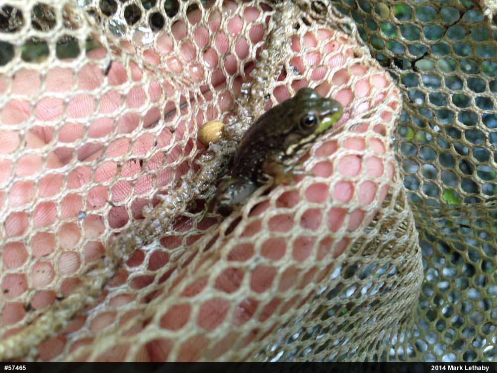 Green Frog