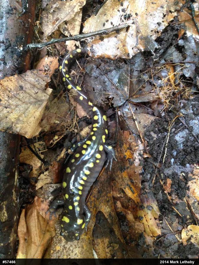 Spotted Salamander