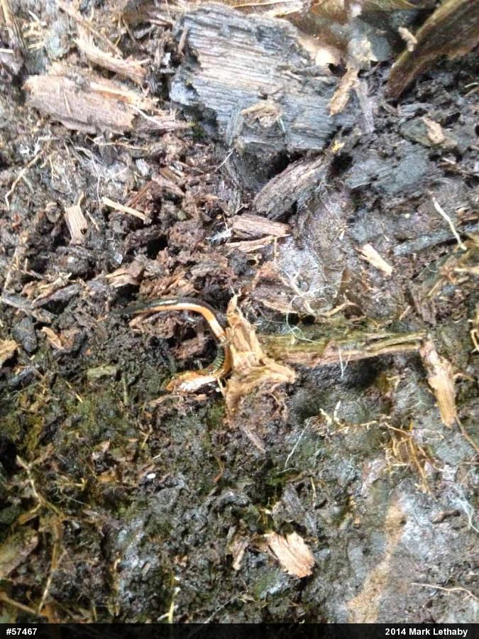 Eastern Red-backed  Salamander