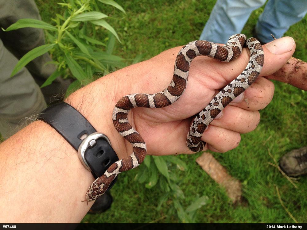 Eastern Milksnake