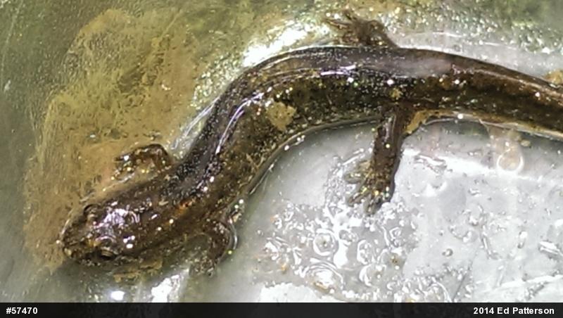 Northern Dusky Salamander