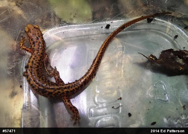 Eastern Long-tailed Salamander