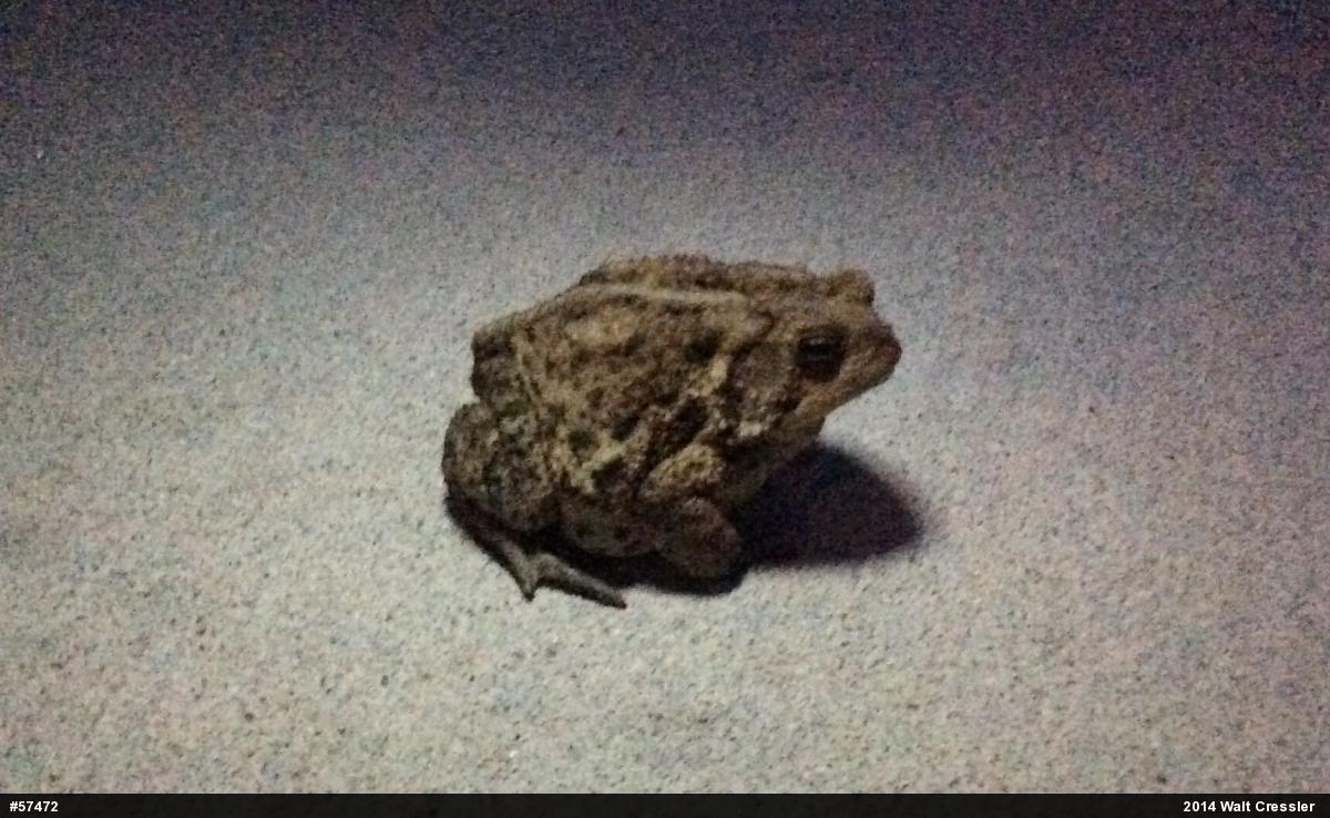 Eastern American Toad