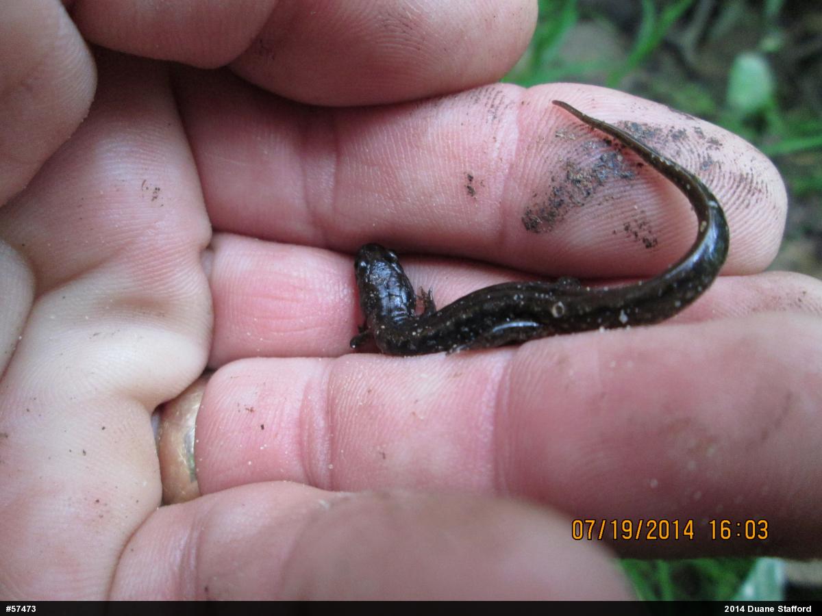 Northern Dusky Salamander