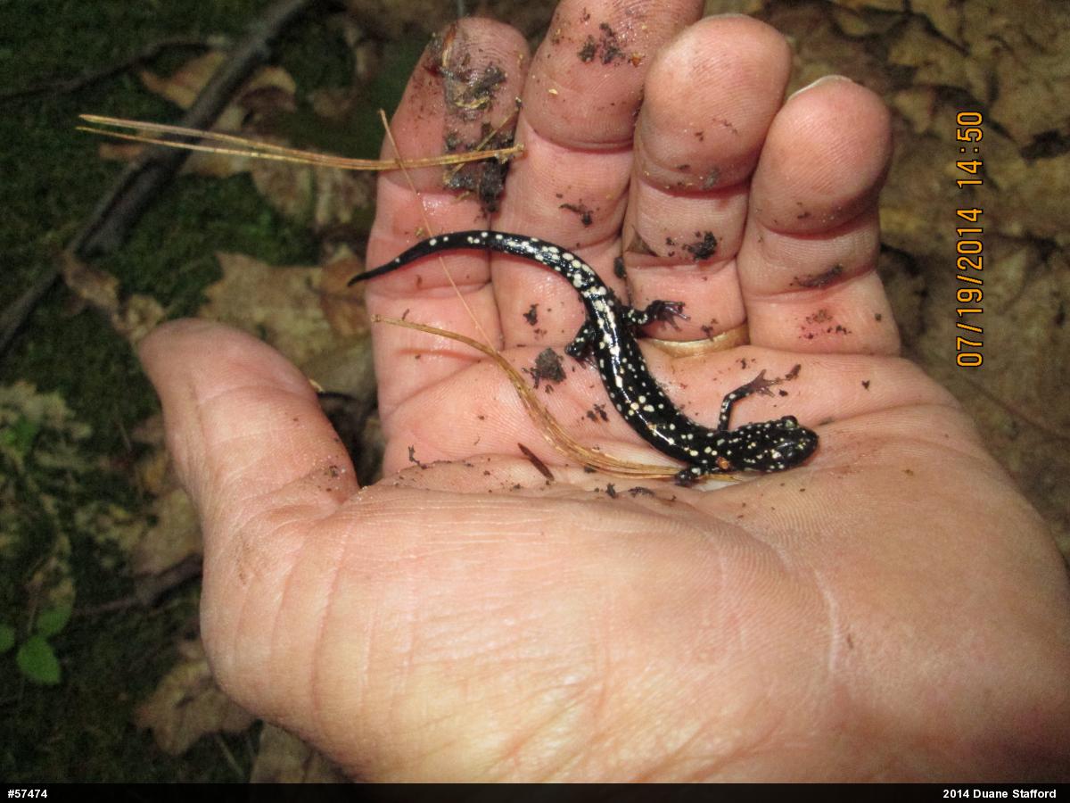 Northern Slimy Salamander