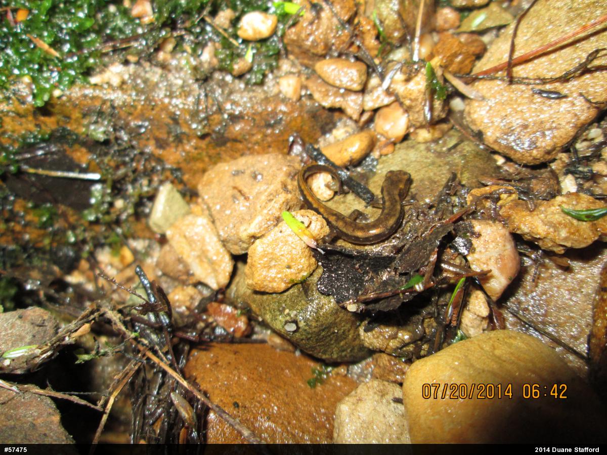 Northern Dusky Salamander
