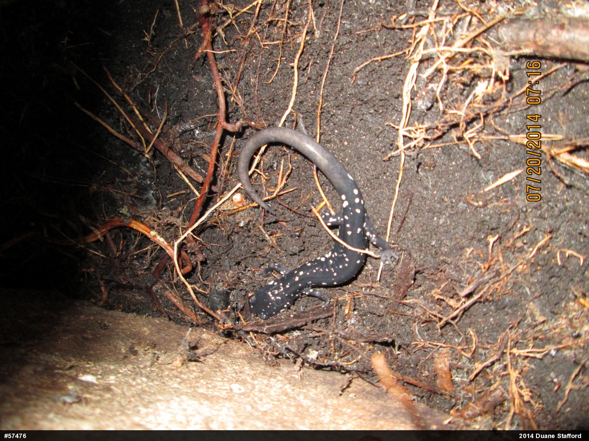 Northern Slimy Salamander