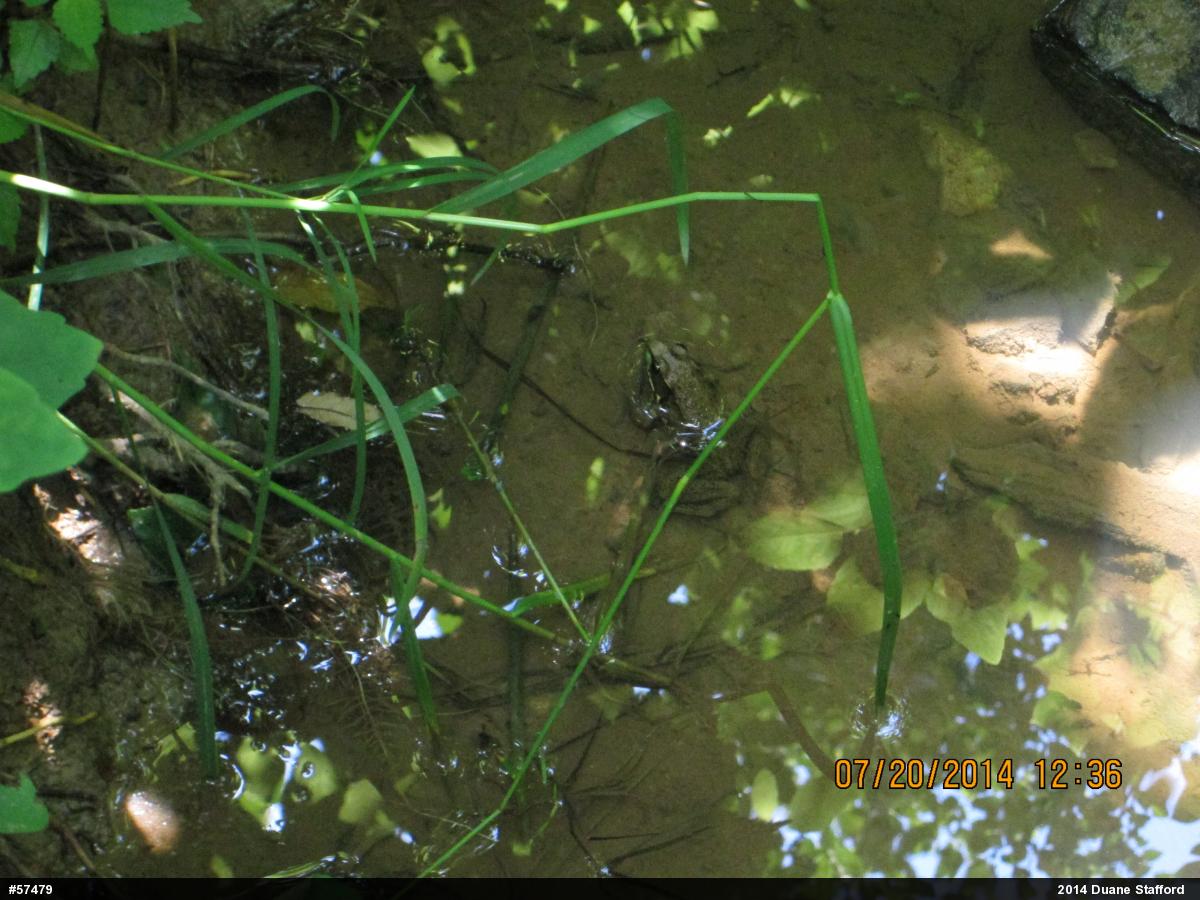 Green Frog