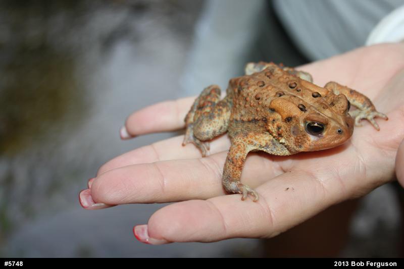 Eastern American Toad