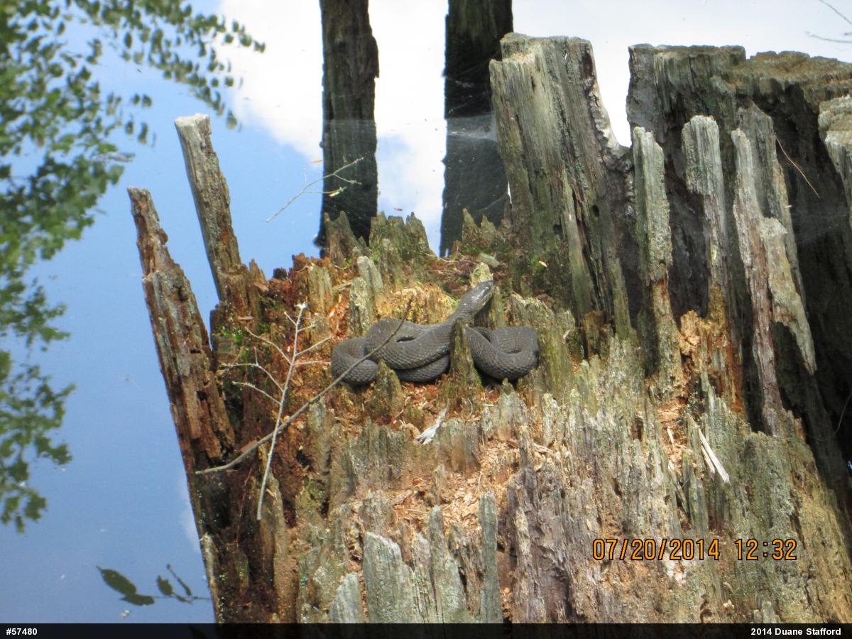 Northern Watersnake