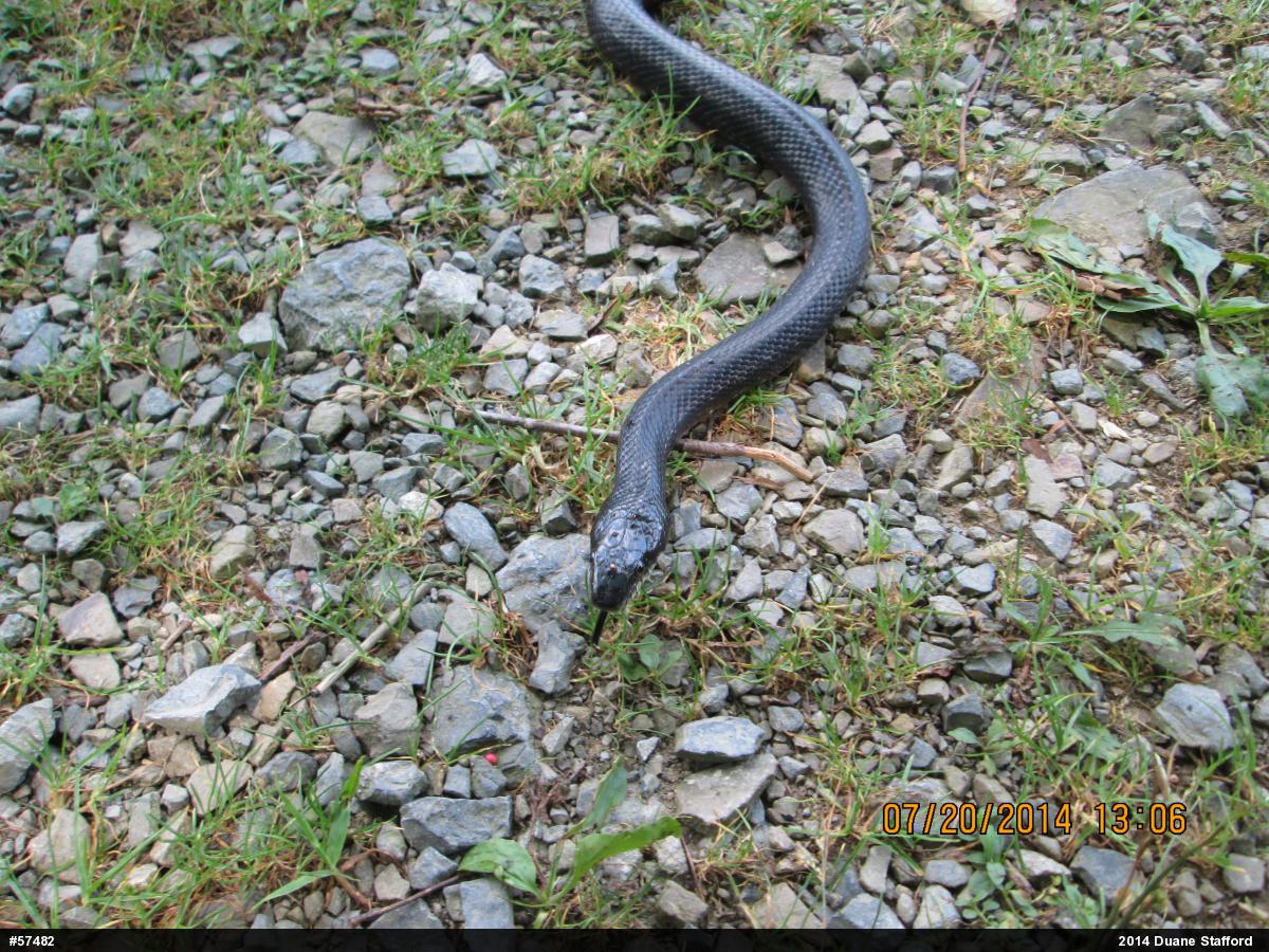 Eastern Ratsnake