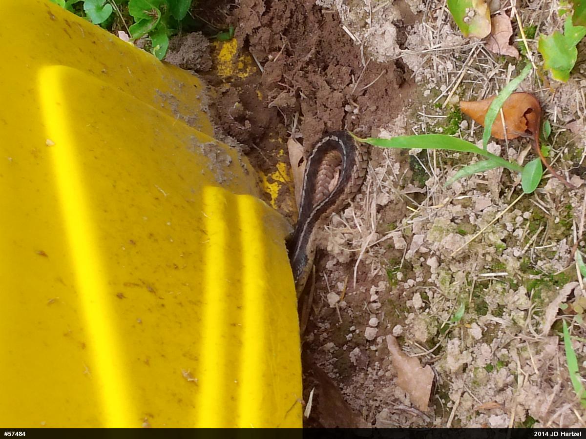 Eastern Gartersnake