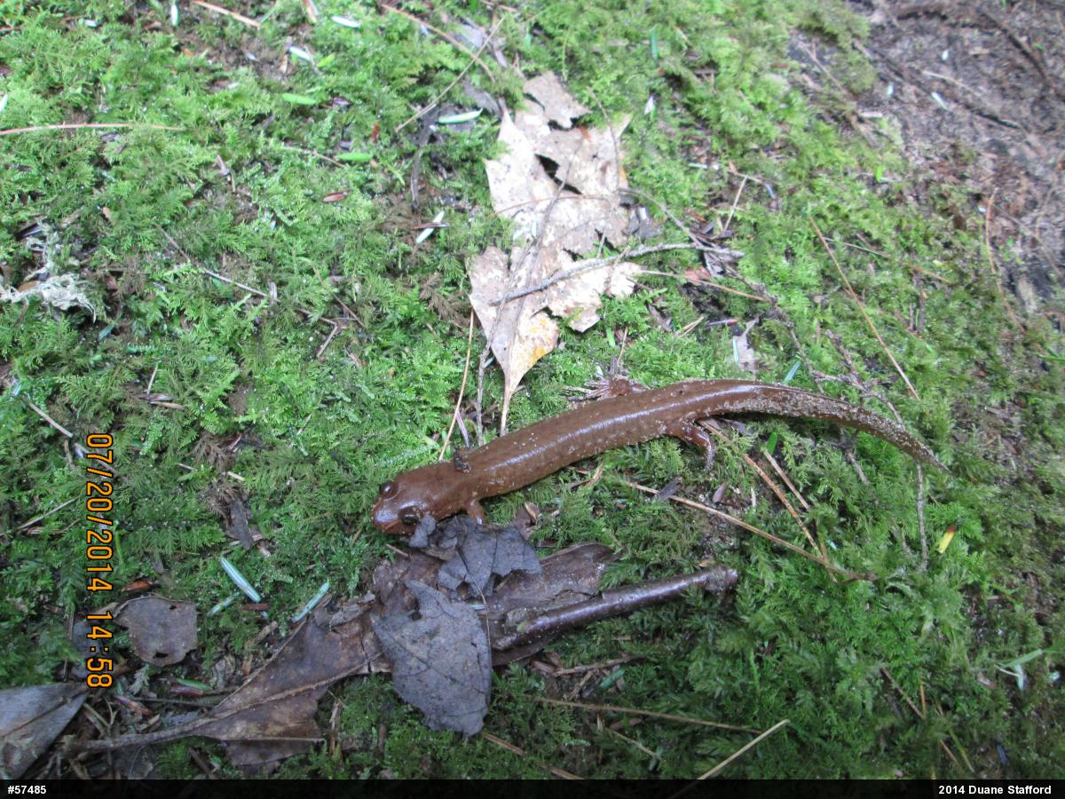 Northern Spring Salamander