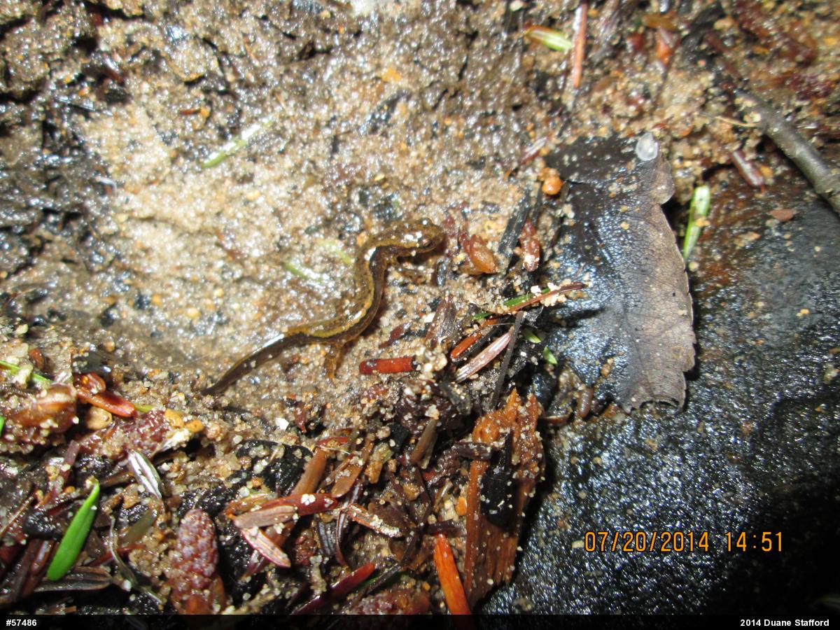 Northern Two-lined Salamander