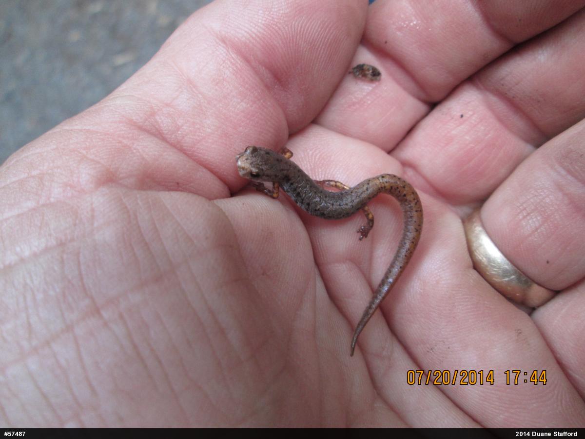 Four-toed Salamander