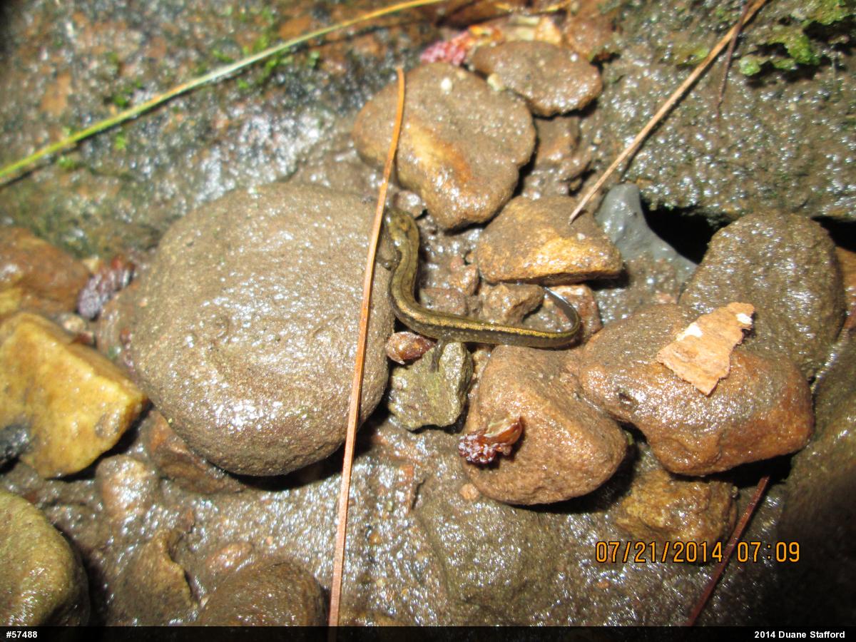 Northern Two-lined Salamander